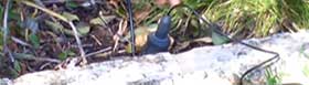 Water Audits